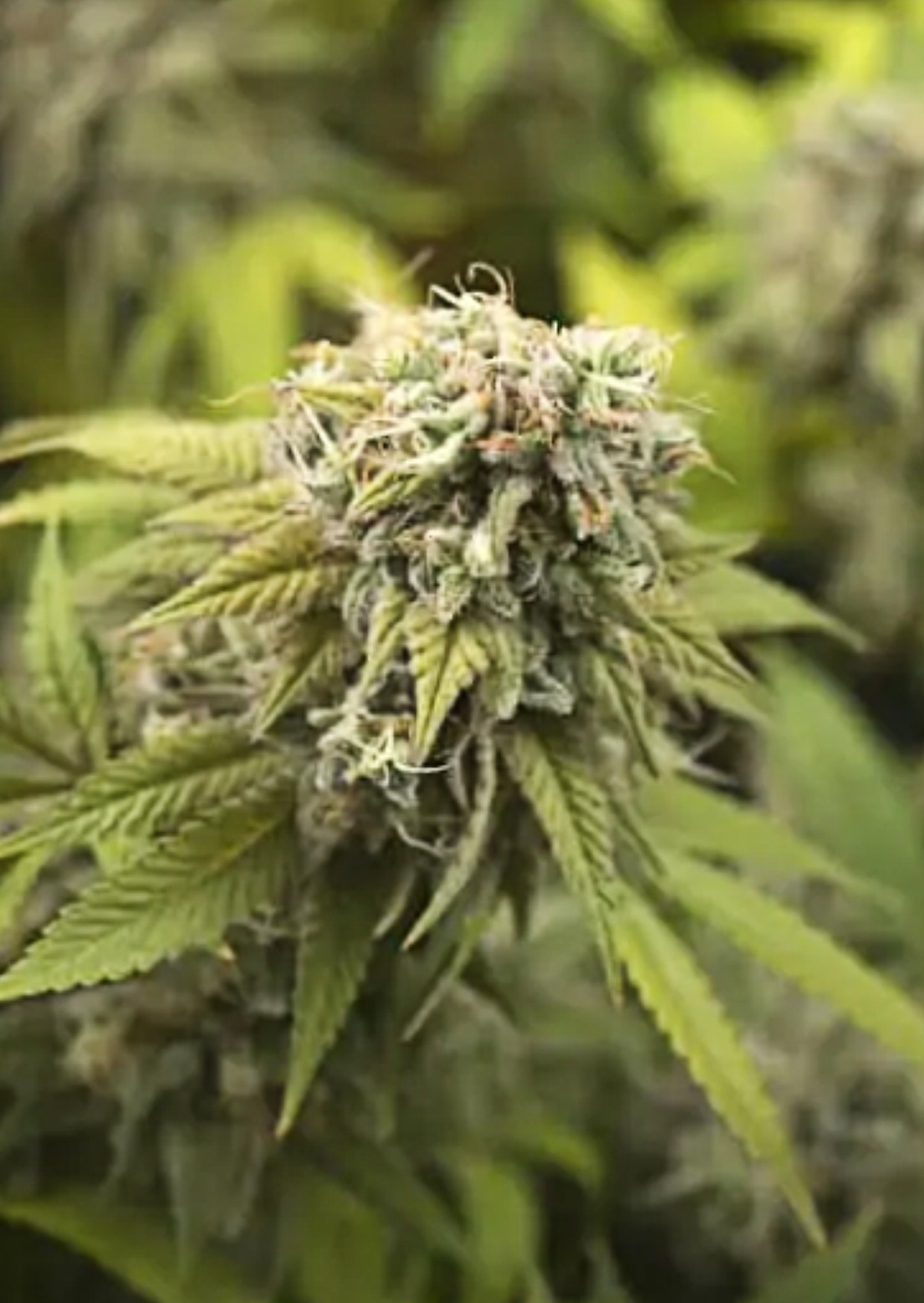 Fruit Loops Strain Burning Bush Nurseries